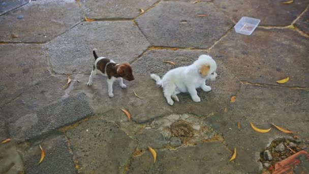 Cuccioli giocare insieme su asfalto pavimentazione — Video Stock