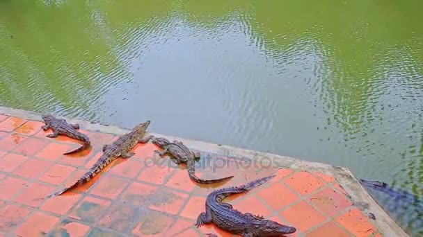 Crocodiles swim in pond and rest on farm — Stock Video