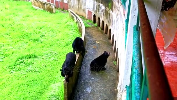 Black bears in open-air cage in zoo — Stock Video