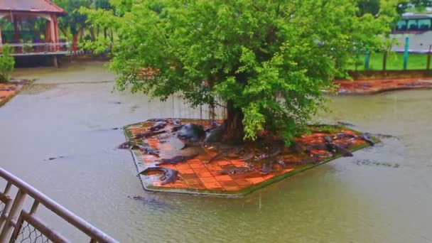 Крокодилы плавают в пруду и отдыхают на ферме — стоковое видео