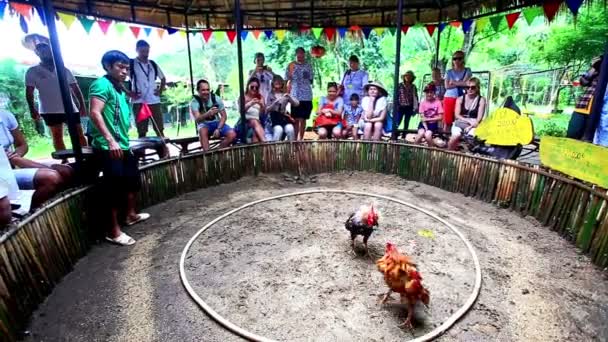 Cocks fight in battle on ring — Stock Video