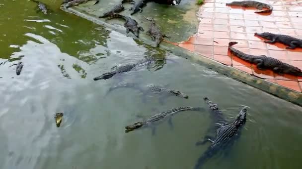 Crocodiles nagent dans l'étang et se reposent à la ferme — Video