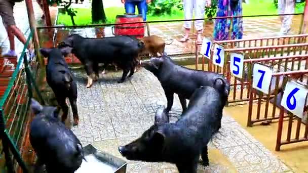 Porcs noirs en cage à la ligne de départ — Video