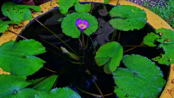 Vase as small pond with water flower among leaves — Stock Video