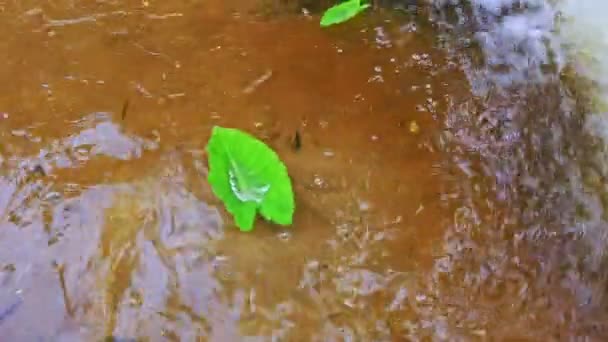 Листя плаває в чистій прозорій воді — стокове відео