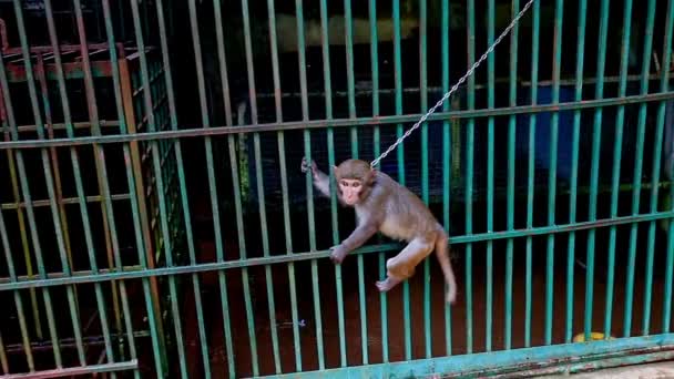 Mono con cadena en el cuello camina fuera de la jaula de metal — Vídeos de Stock