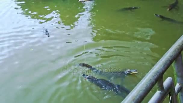 Krokodillen zwemmen in de vijver en de rest op boerderij — Stockvideo