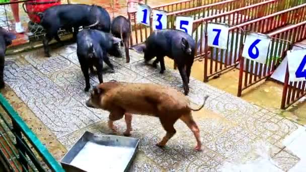 Porcs en cage spéciale à la ligne de départ — Video