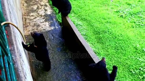 Black bears in open-air cage in zoo — Stock Video