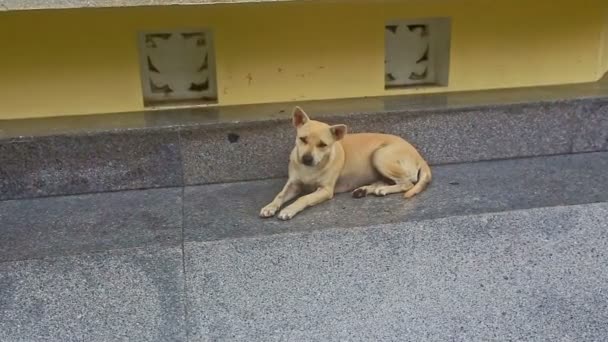 Cão encontra-se no pedestal de mármore cinza — Vídeo de Stock
