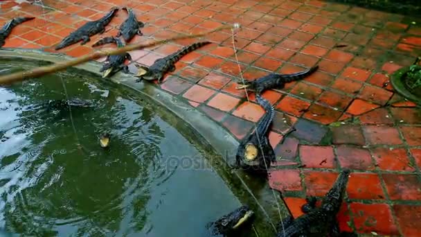 Туристы кормятся удочками у крокодилов в пруду — стоковое видео