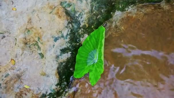 Listy v čisté horské proudu vody — Stock video