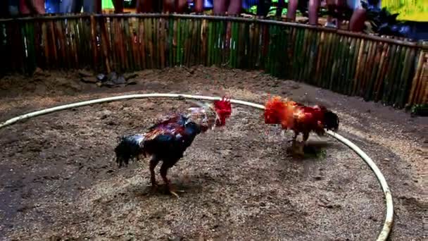 Cocks fight in battle on ground ring — Stock Video