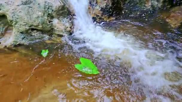 在干净透明的水中漂浮的叶子 — 图库视频影像