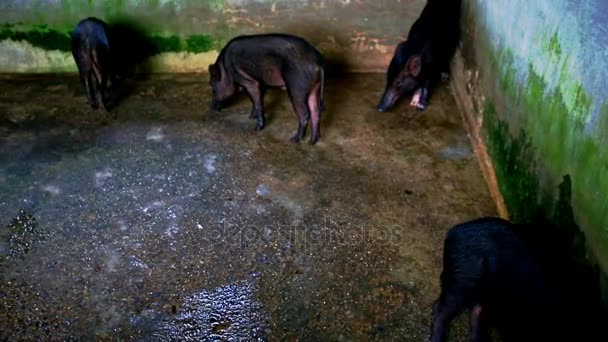 Cerdos en jaula de establo en una granja especial — Vídeos de Stock