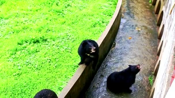 Ours marchent le long de la barrière dans une cage en plein air — Video