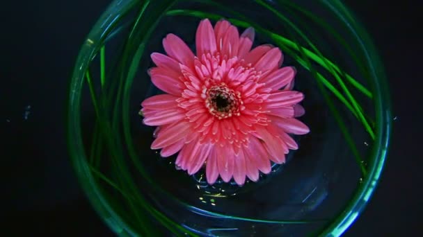 Flower floats in transparent water of vase — Stock Video