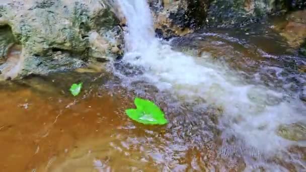 Hojas flotando en agua limpia y transparente — Vídeo de stock