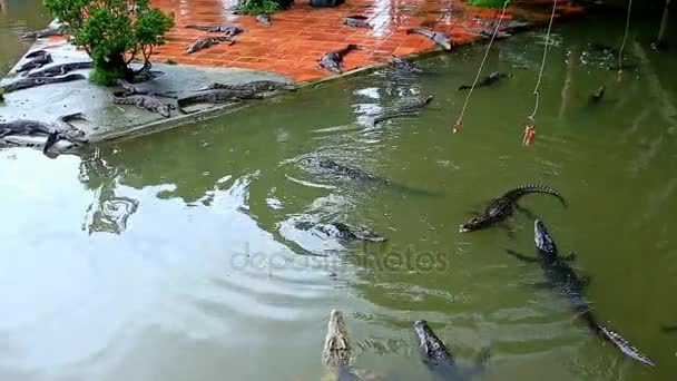 Los turistas se alimentan con varillas en cocodrilos en el estanque — Vídeos de Stock