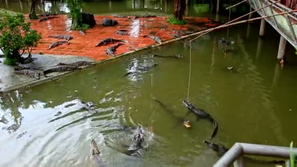 Los turistas se alimentan con varillas en cocodrilos en el estanque — Vídeos de Stock