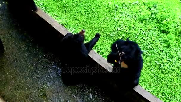 Black bears in open-air cage in zoo — Stock Video