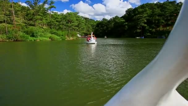 Barcos cisnes nadando en el lago — Vídeo de stock