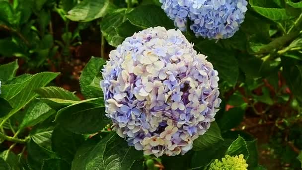 Flores de hortênsia azul-lavanda e branca — Vídeo de Stock