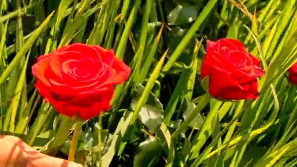 Frau im grünen Reisfeld mit Rosen — Stockvideo