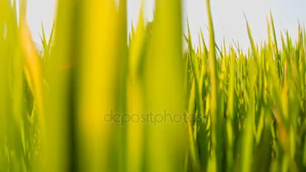 Yeşil pirinç alan kız — Stok video