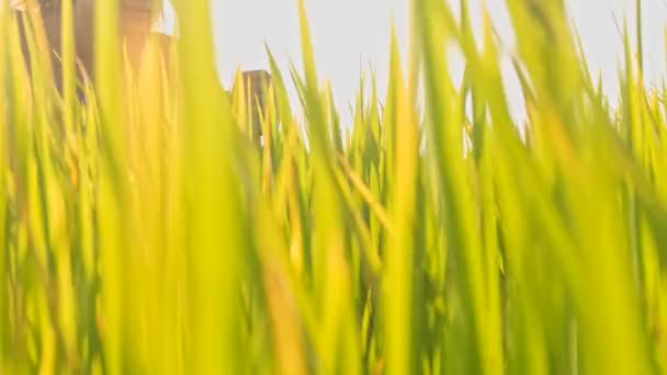 Chica en el campo de arroz verde — Vídeo de stock