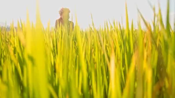 Meisje in de groene rijst veld — Stockvideo