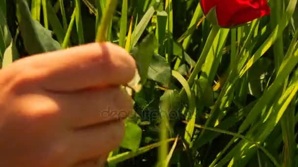 Femme dans le champ de riz vert avec des roses — Video