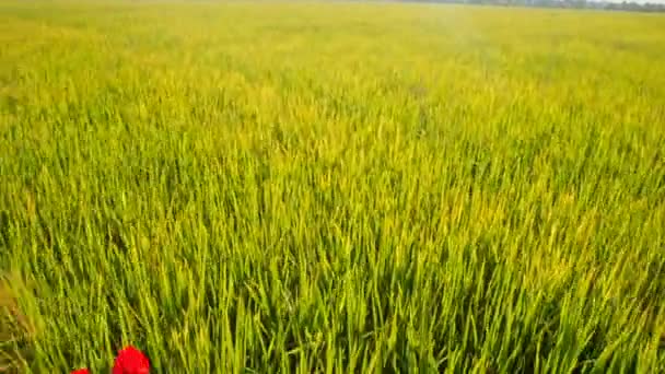 Mujer en el campo de arroz verde con rosas — Vídeo de stock