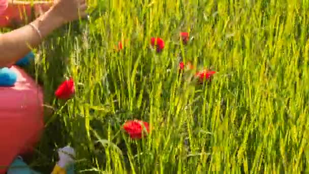 Nő a zöld rizs mező rózsákkal — Stock videók