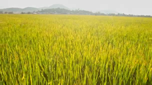 Mujer en el campo de arroz verde con rosas — Vídeos de Stock