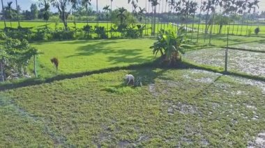 salata alan çalışma Vietnamca çiftçi ile