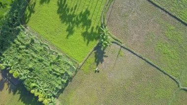 Vietnamlı salata sahada çalışan