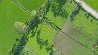 salata alanları ve zemin yol 