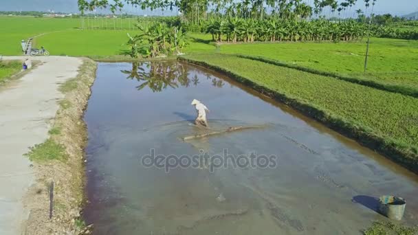 Uomo che lavora in acqua sul campo di insalata — Video Stock