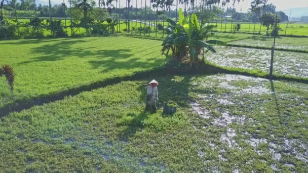 Campo de salada com trabalho agricultor vietnamita — Vídeo de Stock