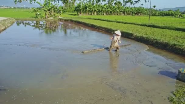 Uomo che lavora in acqua sul campo di insalata — Video Stock