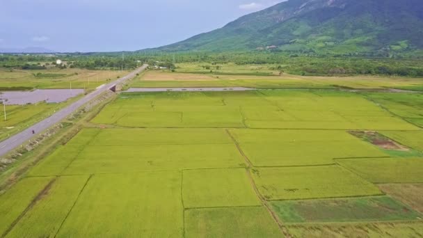 Parcelas de campo de arroz por estrada moderna — Vídeo de Stock