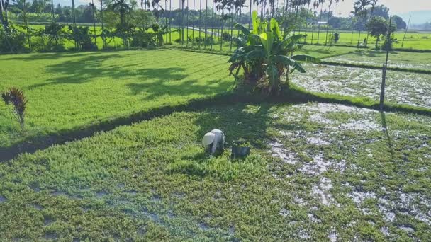 Campo de salada com trabalho agricultor vietnamita — Vídeo de Stock