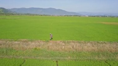 kimyasallar üzerinde pirinç tarlaları yağmurlama adam