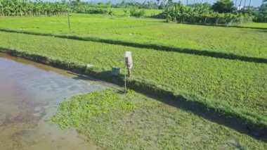 Asyalı çiftçi salata sahada çalışan