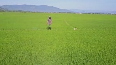 kimyasallar üzerinde pirinç tarlaları yağmurlama adam
