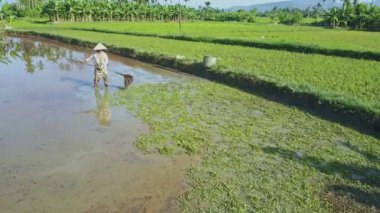 Asyalı çiftçi salata sahada çalışan