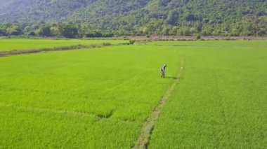 kimyasallar üzerinde pirinç tarlaları yağmurlama adam