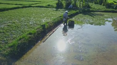 Asyalı çiftçi salata sahada çalışan