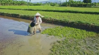 Asyalı çiftçi salata sahada çalışan